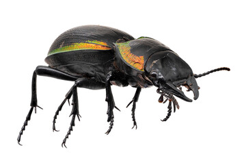 Laufkäfer Nahaufnahme