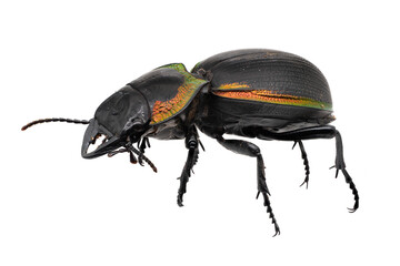 Laufkäfer Nahaufnahme