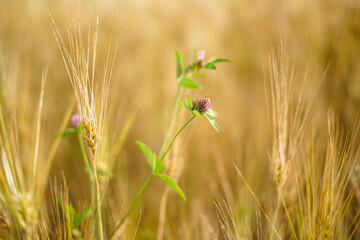 clovers in the wheat field in summer