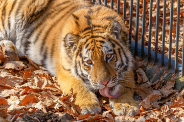 Amur tiger in the autumn forest. Close-up. The tiger lies at the grate.