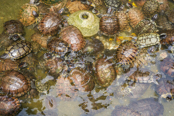Groups of golden tortoises in the turtle pond, Brazilian tortoise