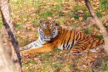 Fototapeta na wymiar The Amur tiger lies on fallen leaves in the autumn forest. Beautiful wild tiger in the autumn forest.