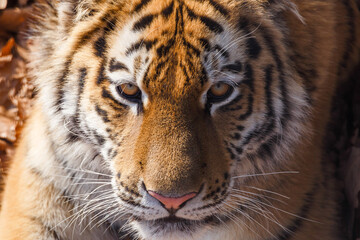 Amur tiger in the autumn forest. Close-up. The muzzle of the Amur tiger looks into the distance. Predatory cat.