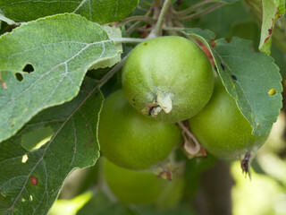An unripe apple on a tree branch, close-up. An apple is an edible fruit produced by an apple tree...