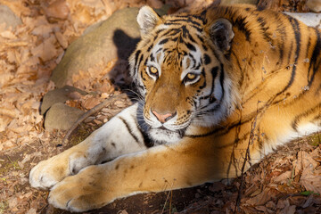 Amur tiger in the autumn forest. Close-up. The muzzle of the Amur tiger looks into the distance. Predatory cat.