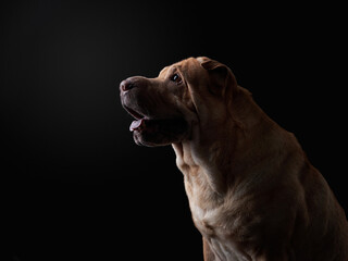Fototapeta premium portrait Shar Pei on black background. silhouette of a dog. Pet in the studio