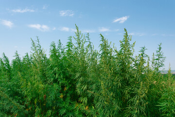 cannabis bushes grow under the blue sky in the field