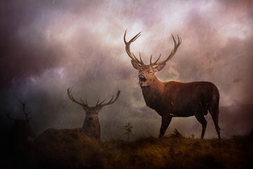 Stag