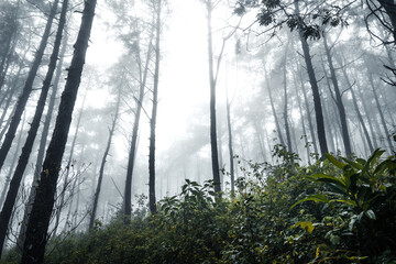 Plakat Forest in the misty rainy day,ferns and trees