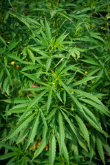 Cannabis bushes with bright and dense foliage