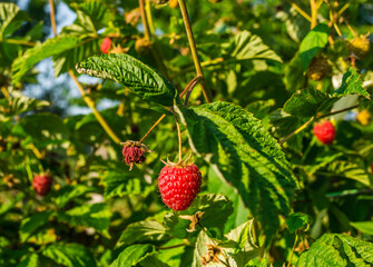 Ripe red raspberry fruits.