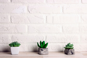 Small succulents in pots on the background of a white brick wall.
