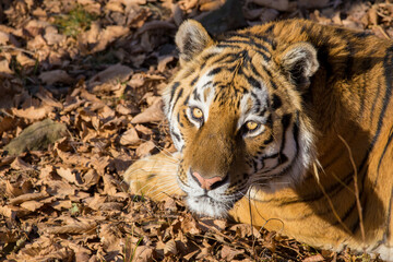 Amur tiger in the autumn forest. Close-up. The muzzle of the Amur tiger looks into the distance. Predatory cat.