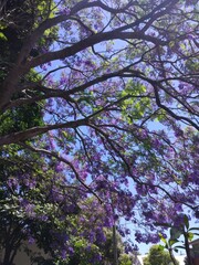 Jacaranda tree on the sunny day in Sydney, New South Wales, Australia