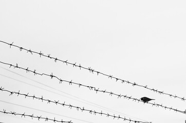 A sparrow sits on a barbed wire against the cloudy sky.