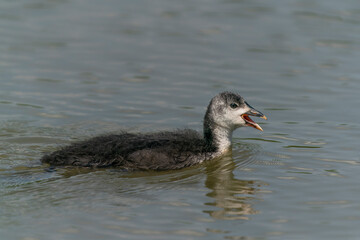 Juvenile Eurasian Coot (Fulica atra) on a lake in Gelderland in the Netherlands. Eurasian Coot chick.                                                                                                   