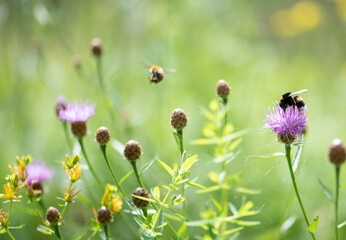 sonniger Tag, Blumenwiese und Bienen, close up