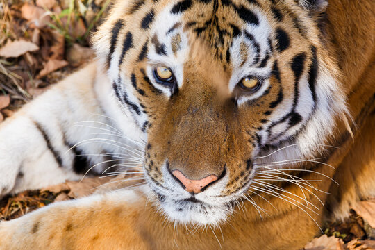 Amur tiger in the autumn forest. Close-up. The muzzle of the Amur tiger looks into the distance. Predatory cat.