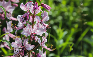 Obraz na płótnie Canvas dictamnus. Pink-purple flowers bloom in the wild in drops of dew under sunlight