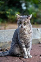 Naklejka na ściany i meble A gray striped street cat with a cropped ear and emerald green eyes sits on a stone tile and looks at the camera. Shallow depth of field