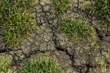 Cracks on the ground during a drought in summer