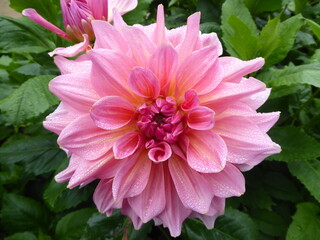 Rosa, pinke bl&uuml;hende Dahlie