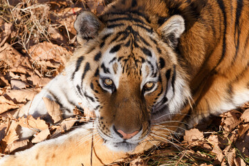 Fototapeta na wymiar Amur tiger in the autumn forest. Close-up. The muzzle of the Amur tiger looks into the distance. Predatory cat.