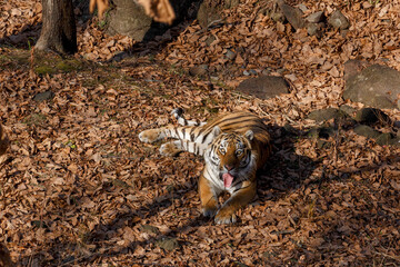 Amur tiger in the autumn forest. The Amur tiger licks itself with its tongue, lying on the fallen leaves.