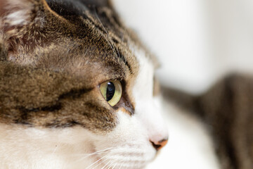 見つめる猫　キジトラ猫