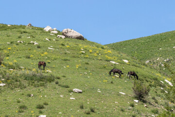 Three horses graze on a hillside with green grass in the mountains