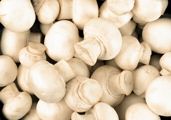 background of fresh white mini champignons