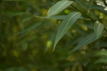 Large leaf willow. Blurry background.