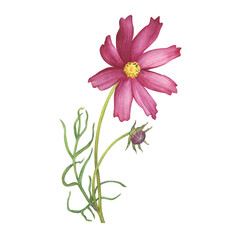 Branch with red flower of cosmea (Cosmos bipinnatus, Mexican aster, garden cosmos). Watercolor hand drawn painting illustration isolated on white background.