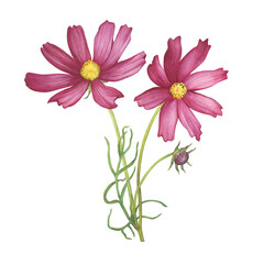 Bouquet with red flower of cosmea (Cosmos bipinnatus, Mexican aster, garden cosmos). Watercolor hand drawn painting illustration isolated on white background.