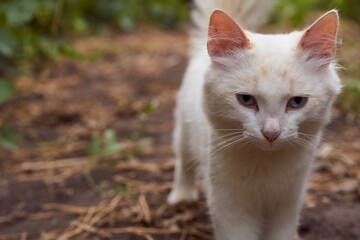 White fluffy cat looks into the camera lens