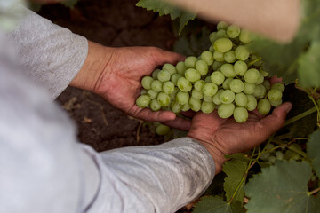 A shot of man's hands holding some grapes at a vineyard.