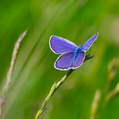 blue butterfly sitting on the green grass in the field. summer sunny day