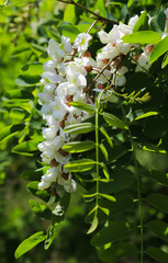 Fototapeta na wymiar White acacia flowers on a sunny day. close up. Summer.