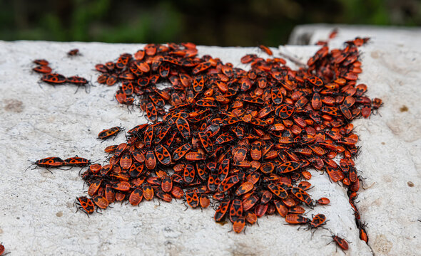 large colony of red and black beetles on a stone