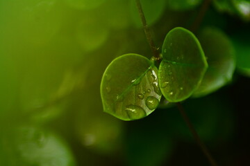 หยอดน้ำบนยอดไม้