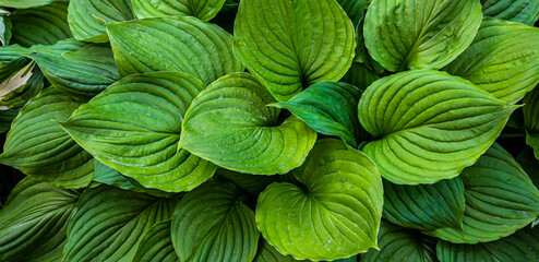 green leaves of plants in the garden. texture