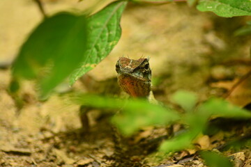 จ้องมองและรอคอย