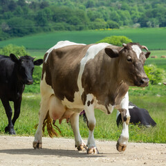 Cows go from the pasture on a summer day in the countryside © Oleh Marchak