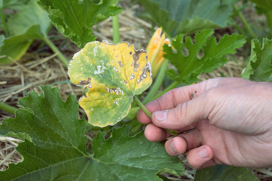 sick yellowed zucchini leaf with signs of necrosis
