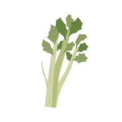 Bunch of green celery stalks with leaf. Fresh leafy vegetable. Healthy vegetarian food. Flat vector illustration of crunchy raw veggie stems isolated on white background