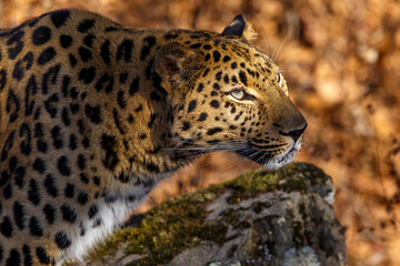 Far Eastern leopard in the autumn forest. Close-up. The spotted face of a leopard looks into the distance.