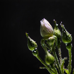 white rose underwater with air bubbles on a black background