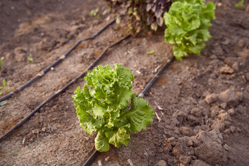 Young fresh lettuce with fragrant dill in ecological home farm. - obrazy, fototapety, plakaty