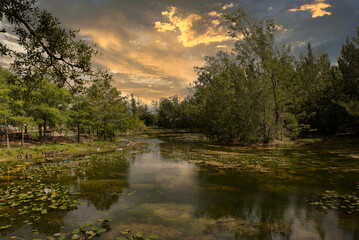 Closeup of swamp water in the forest reflecting the cloudy sky.