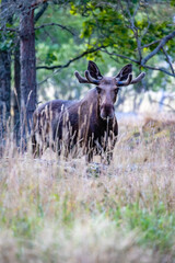 moose in the forest